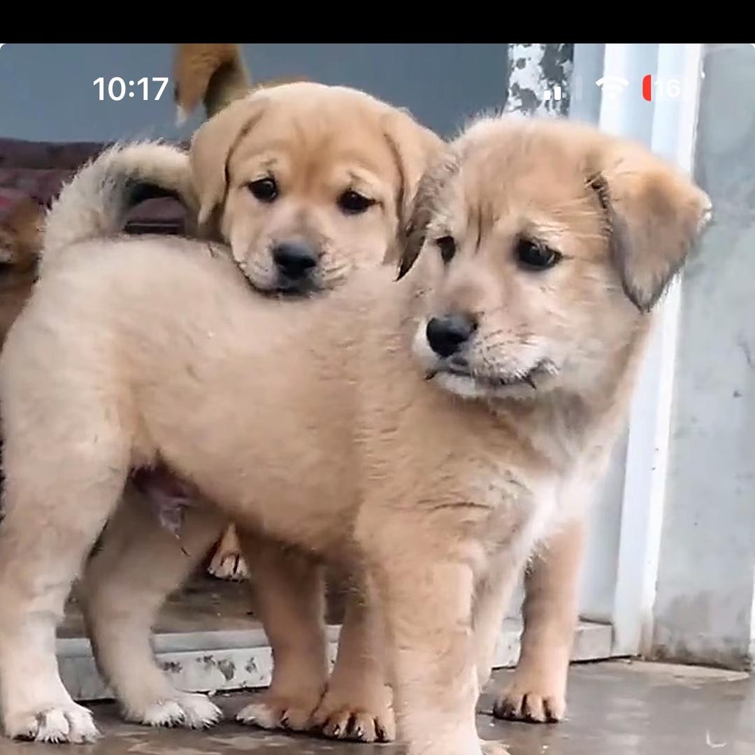 豆豆麻麻