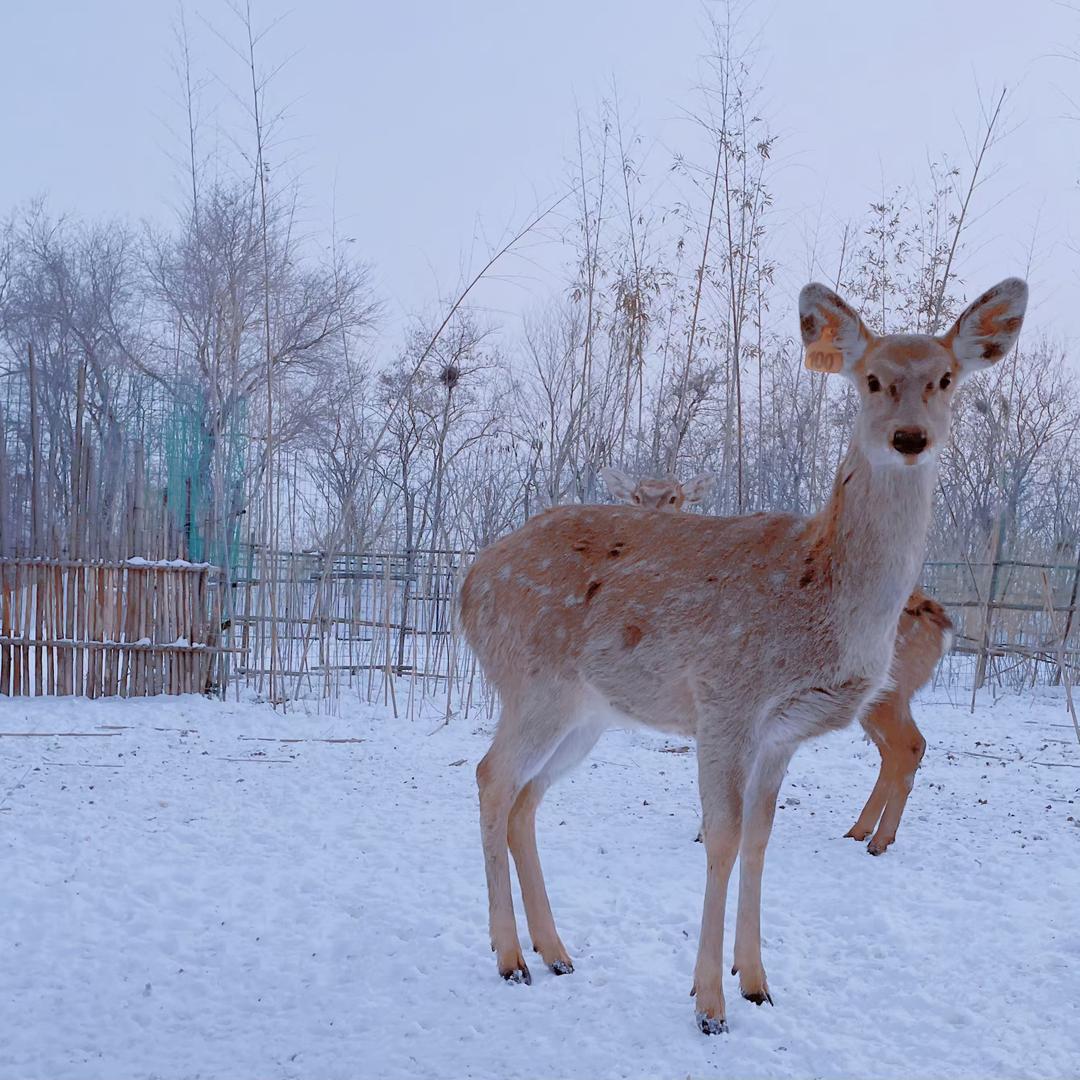 嘟噜噜萌宠王国-