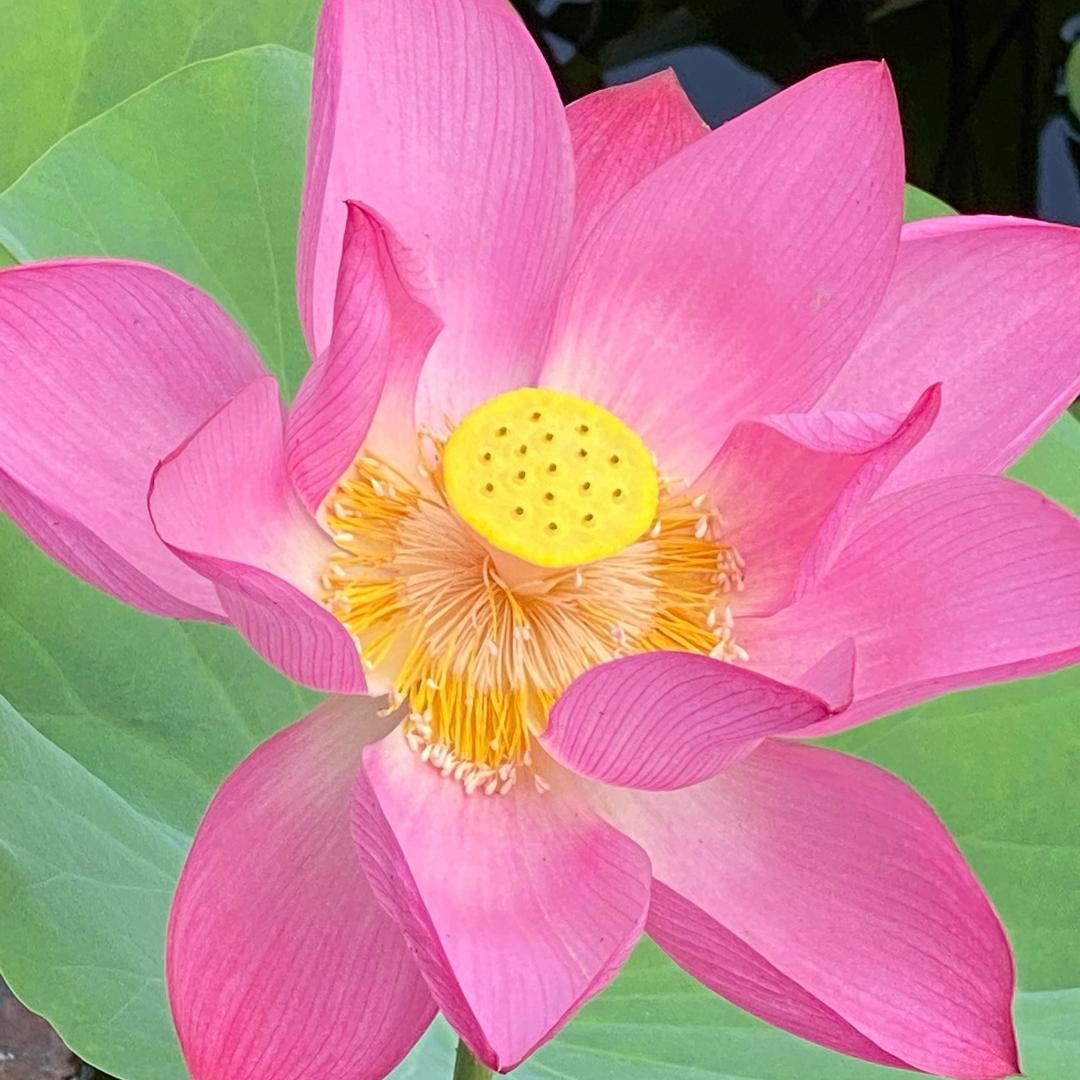 王后