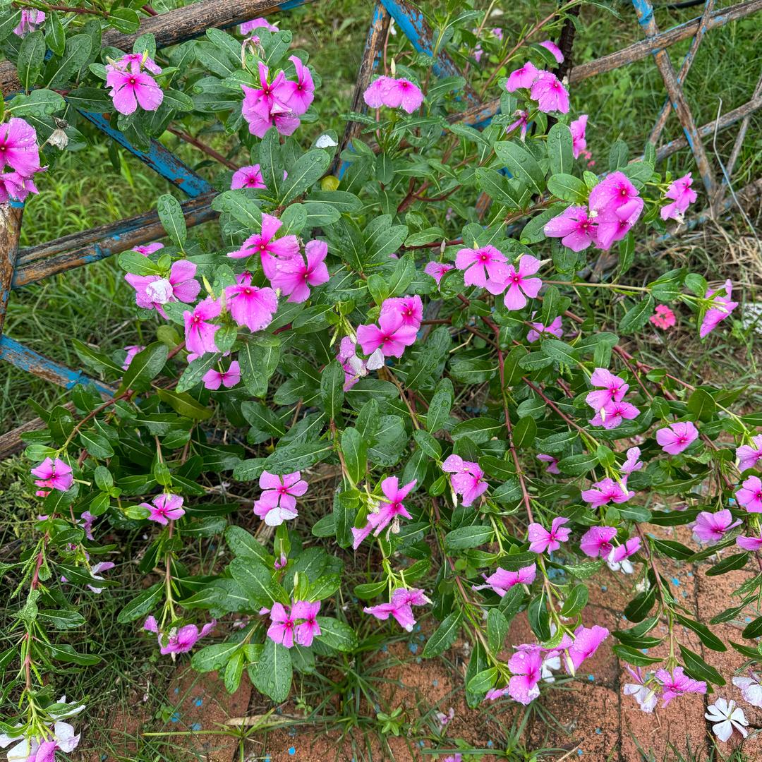 荣将班花小肉串，静静