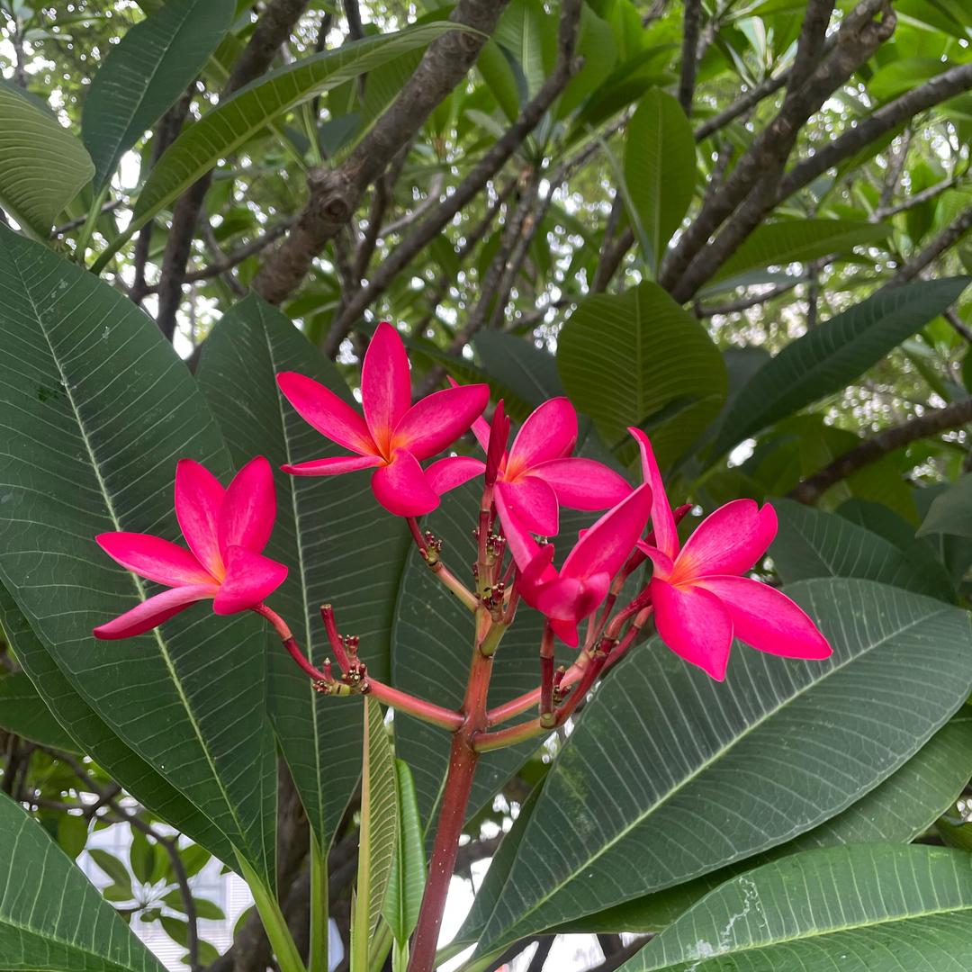 空心菜