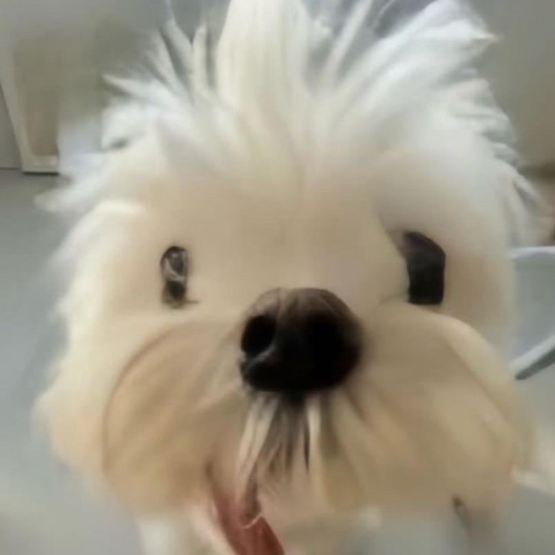 ᵏⁱᵗᵗʸ