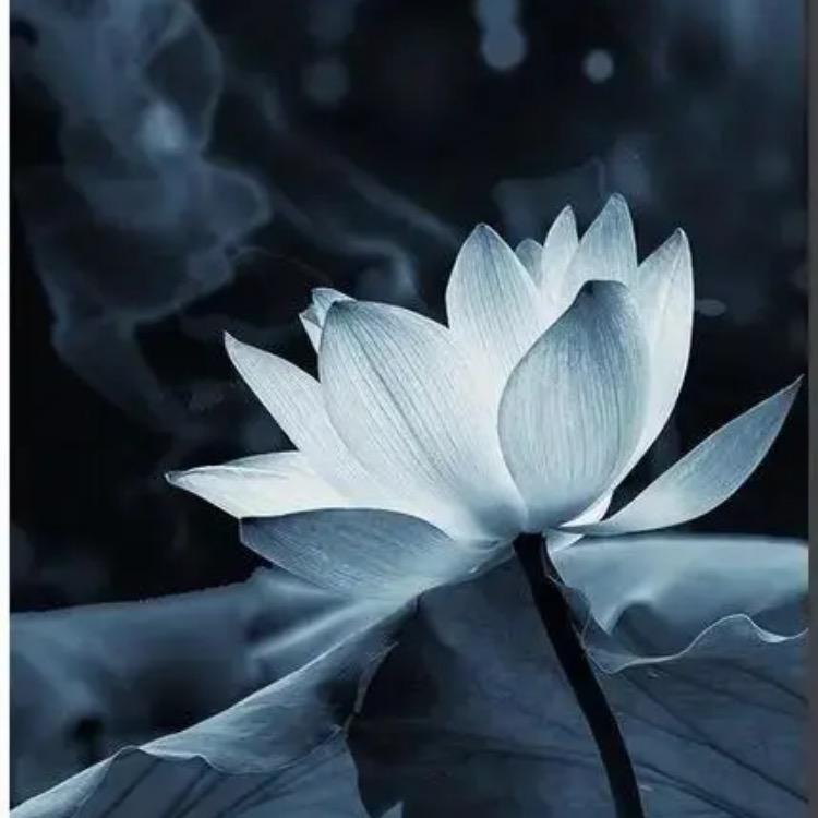 妙莲大师