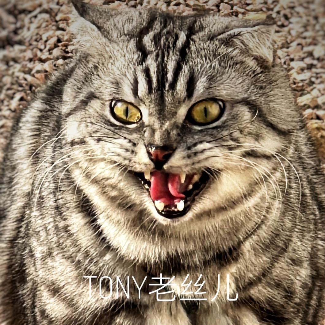 托尼老丝儿(Tony)