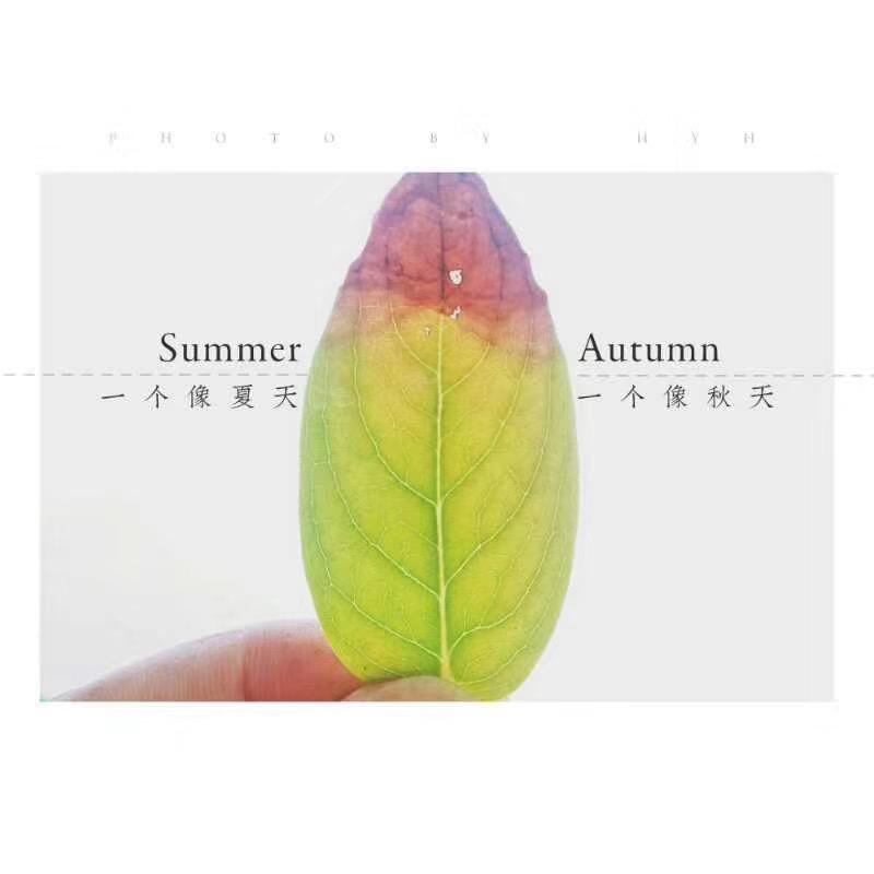 昭通专业美缝美容胶施工