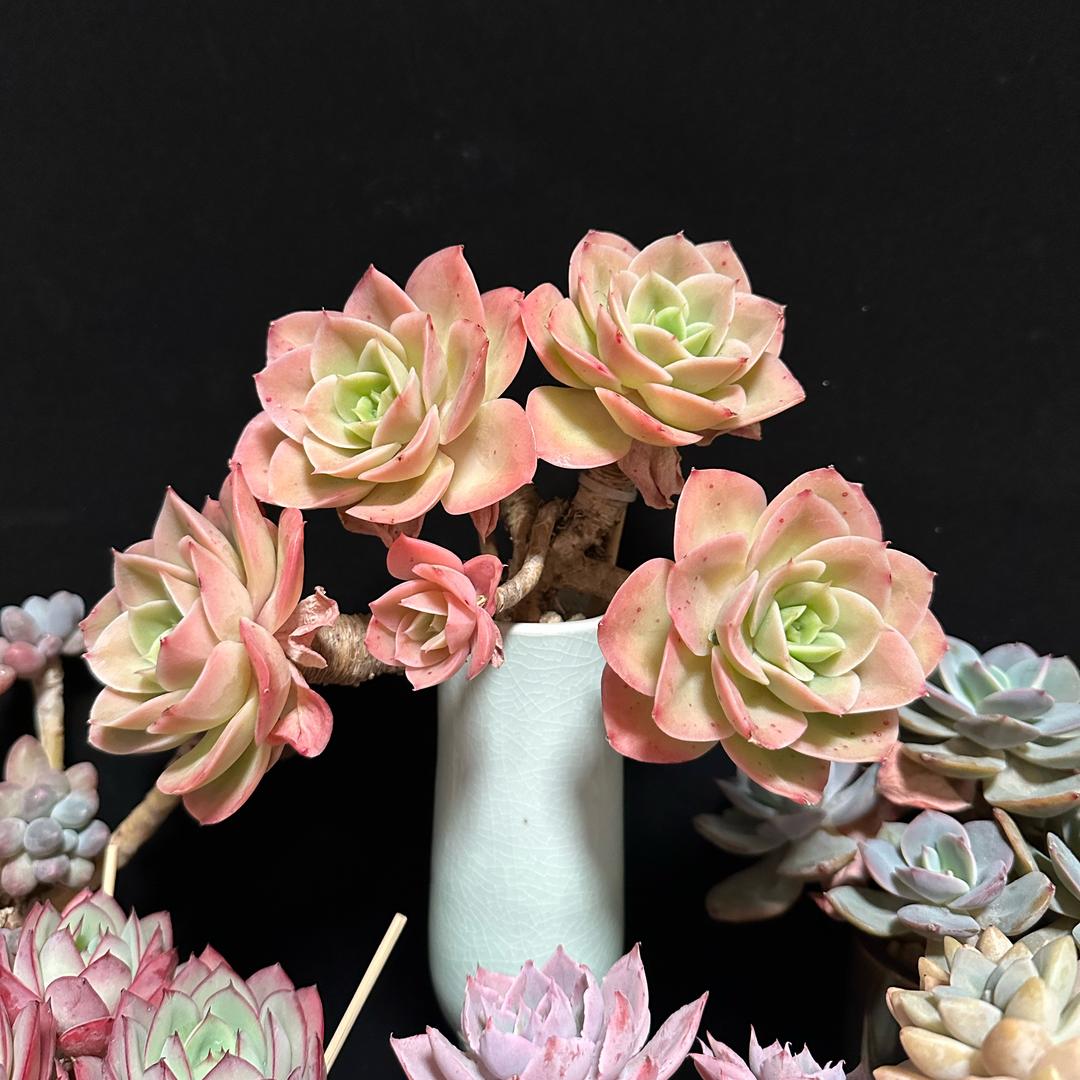 多肉宝库的多肉店