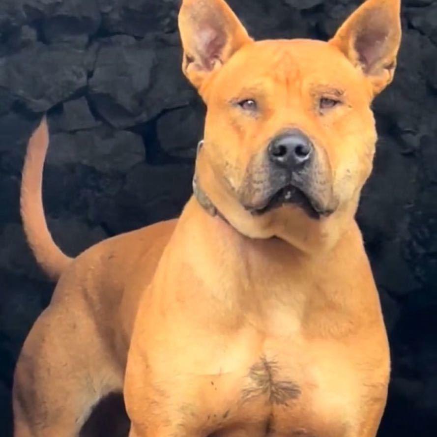 实战猎犬