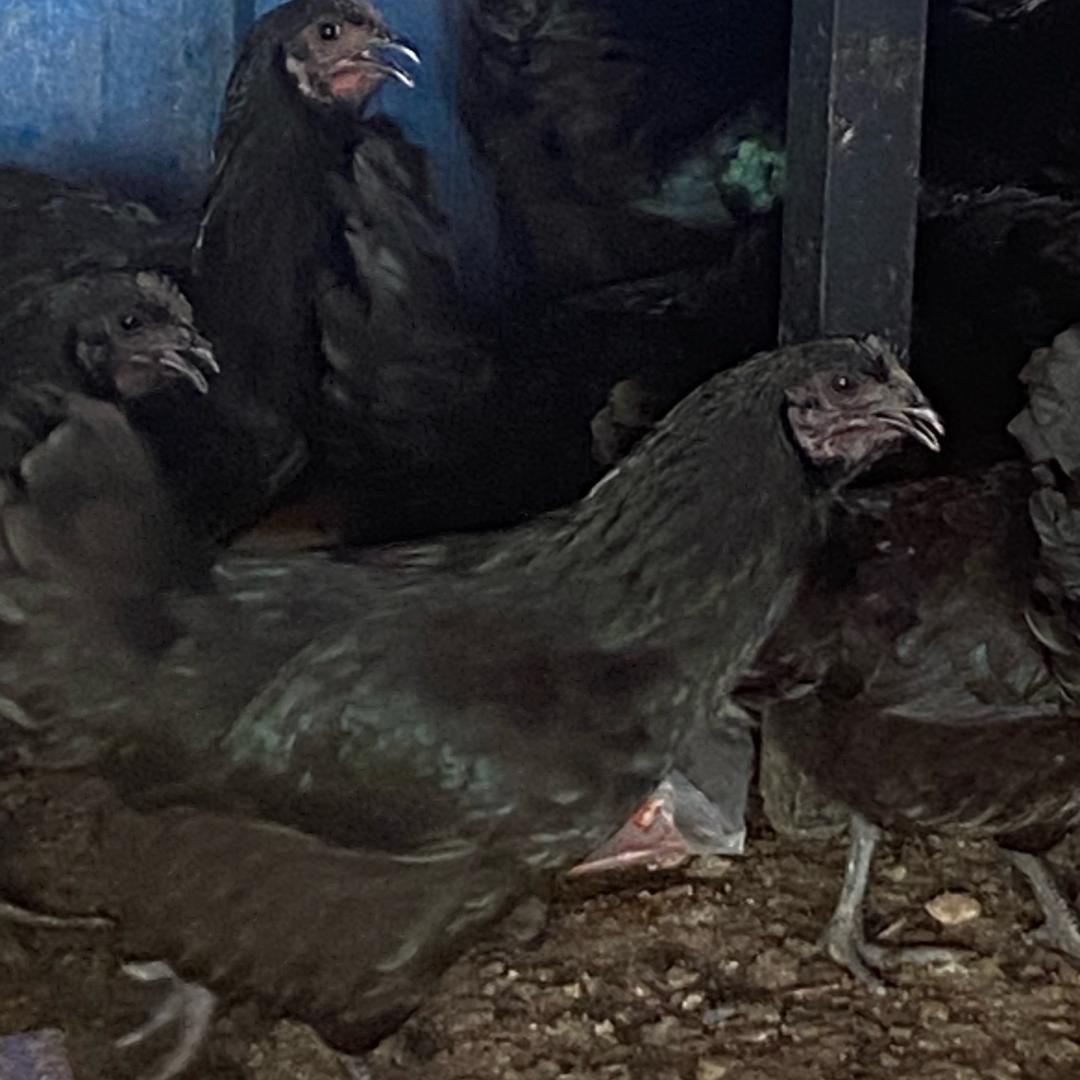 金尾巴家的云姐