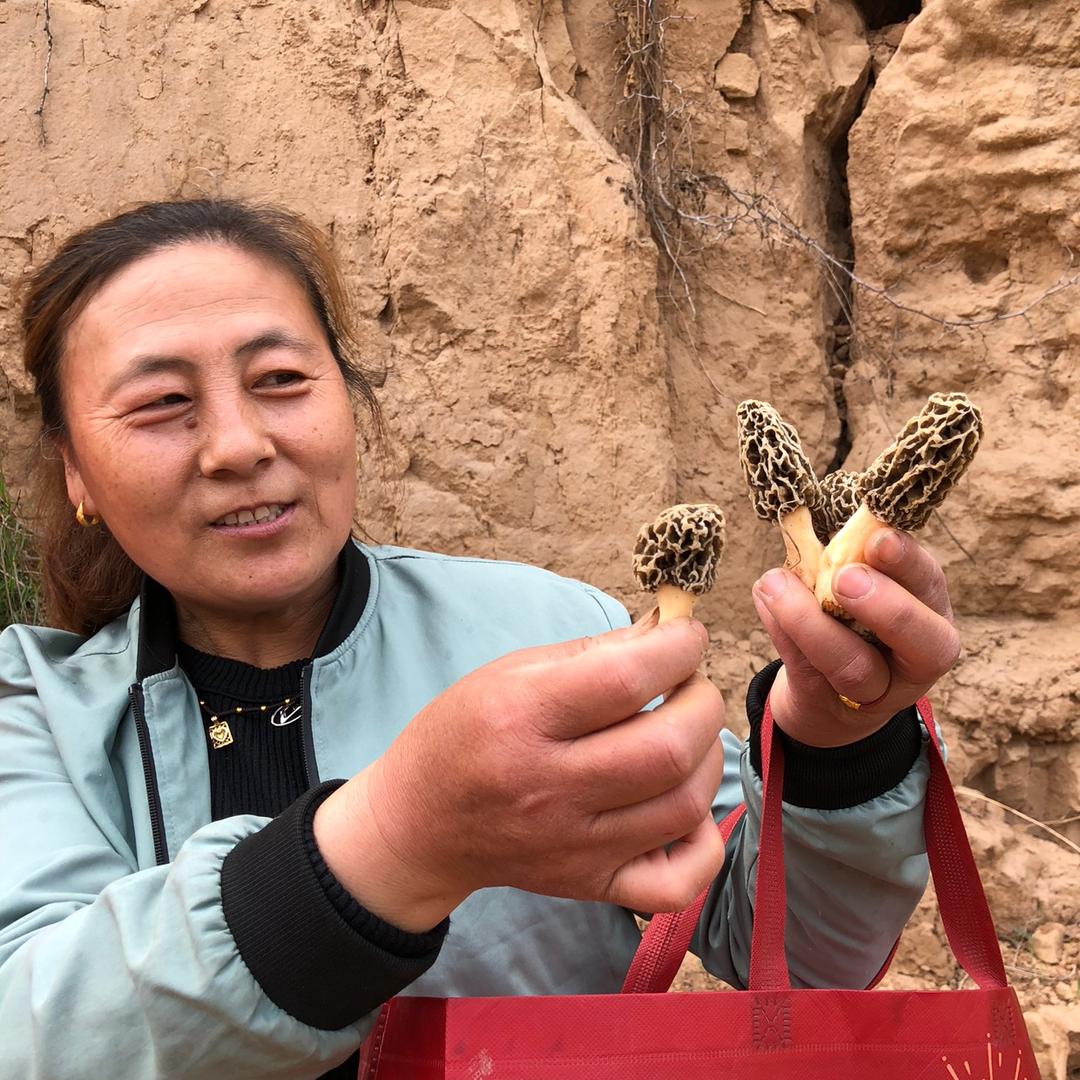 羊肚菌农家大姨山西好味道