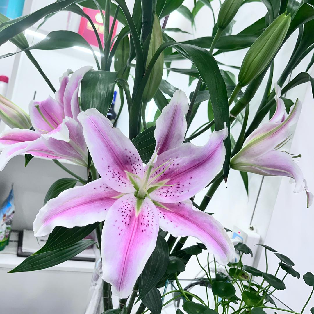 ℳঞᩚꫛ荟姐꧔ꦿ💞