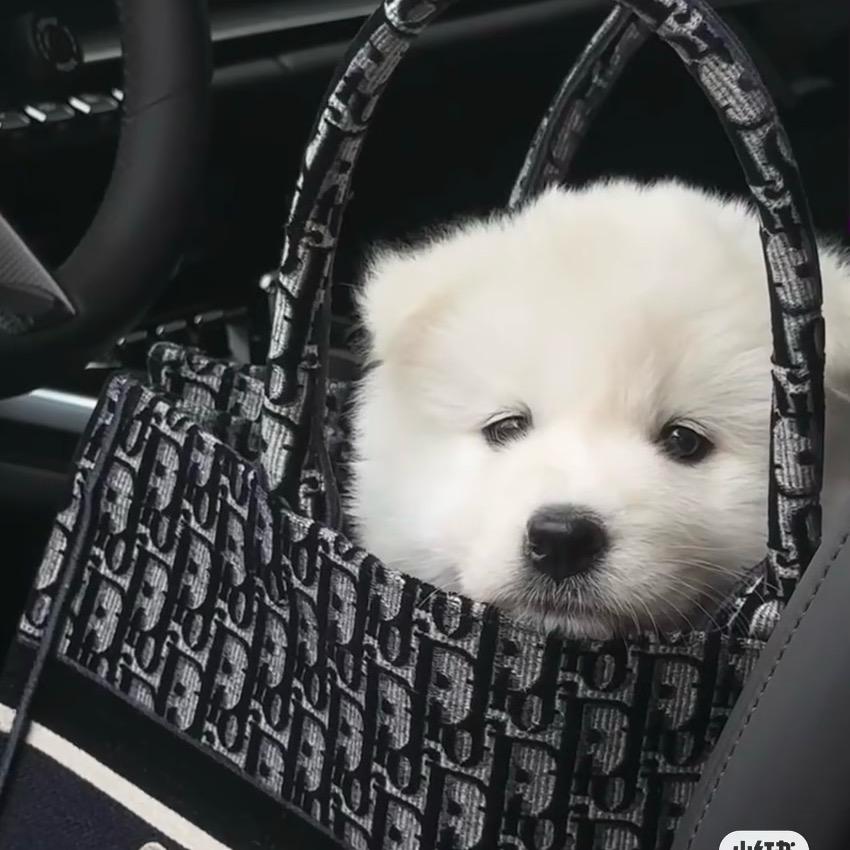 不玩智能手机