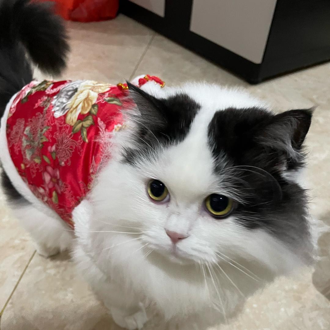 元宝爱吃猫条