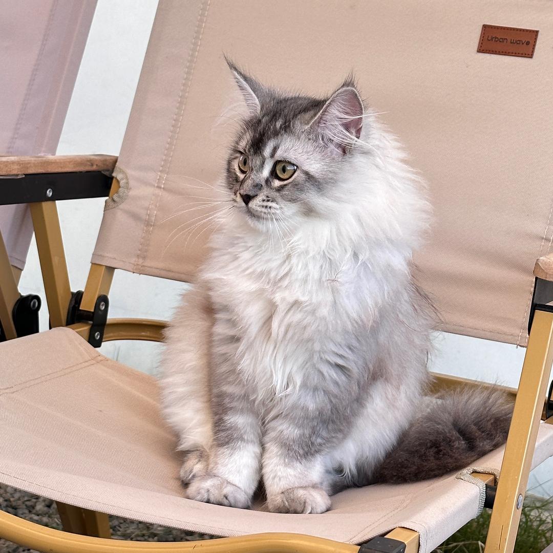 大头咪咪🐱