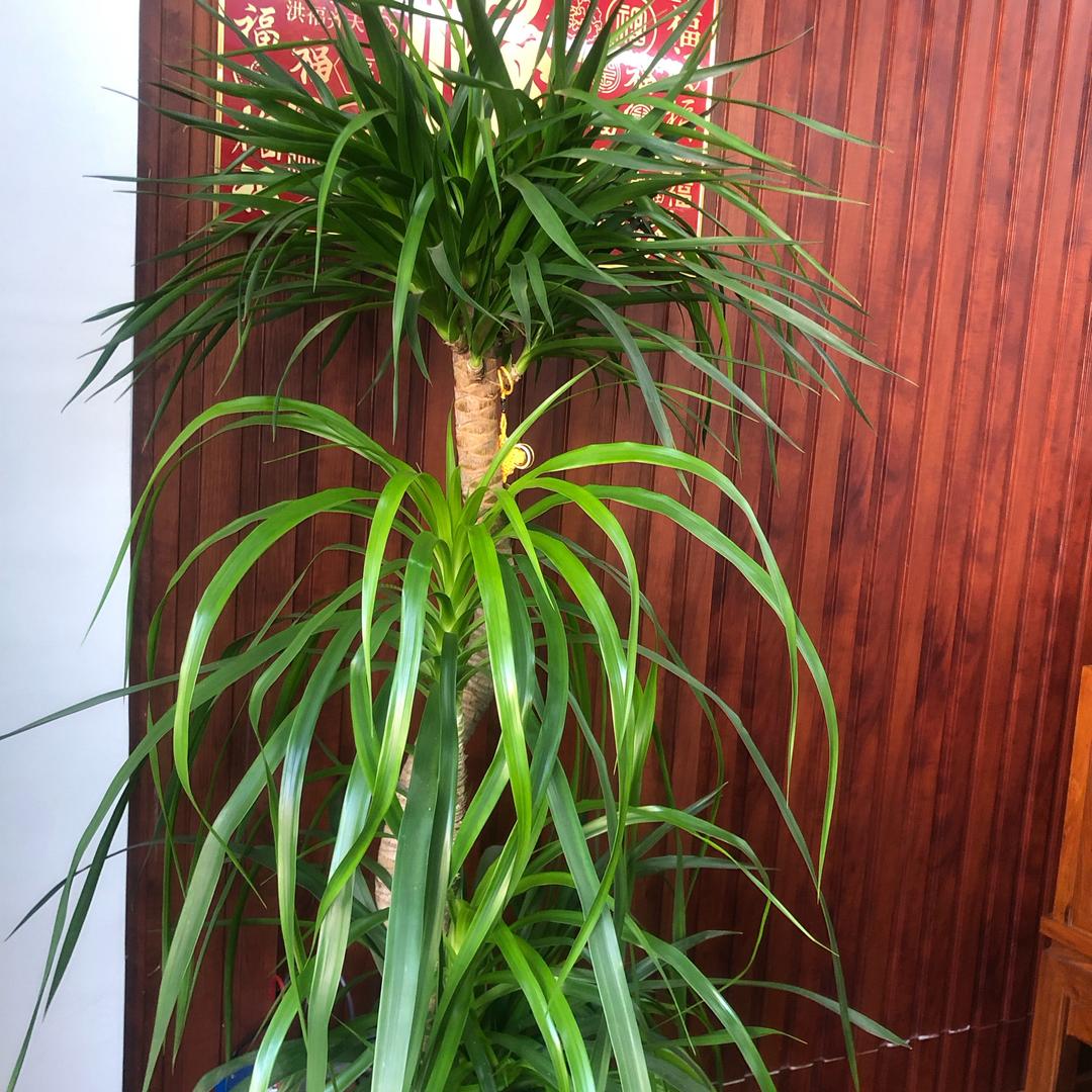 小草