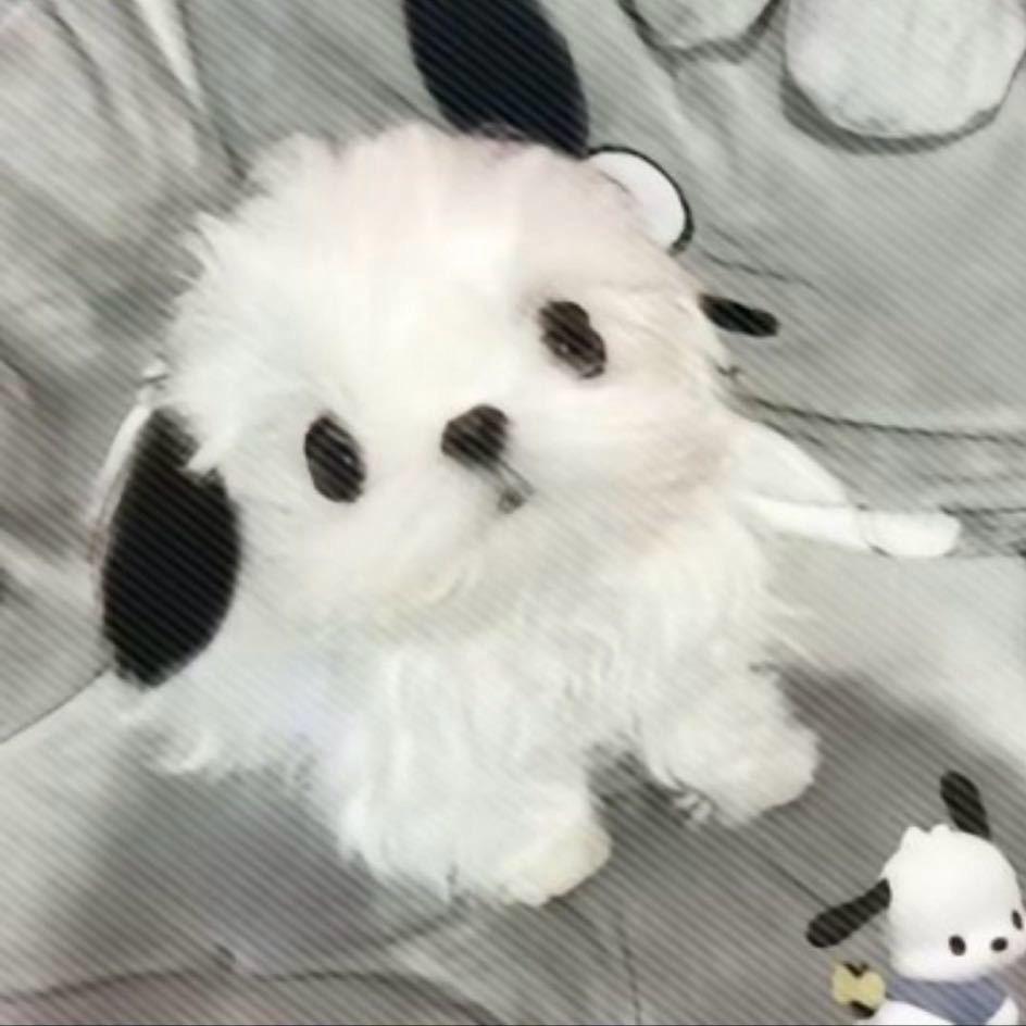 puwazi