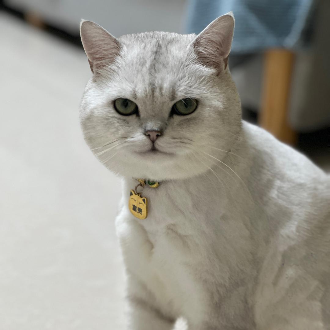 富贵是只猫🐱