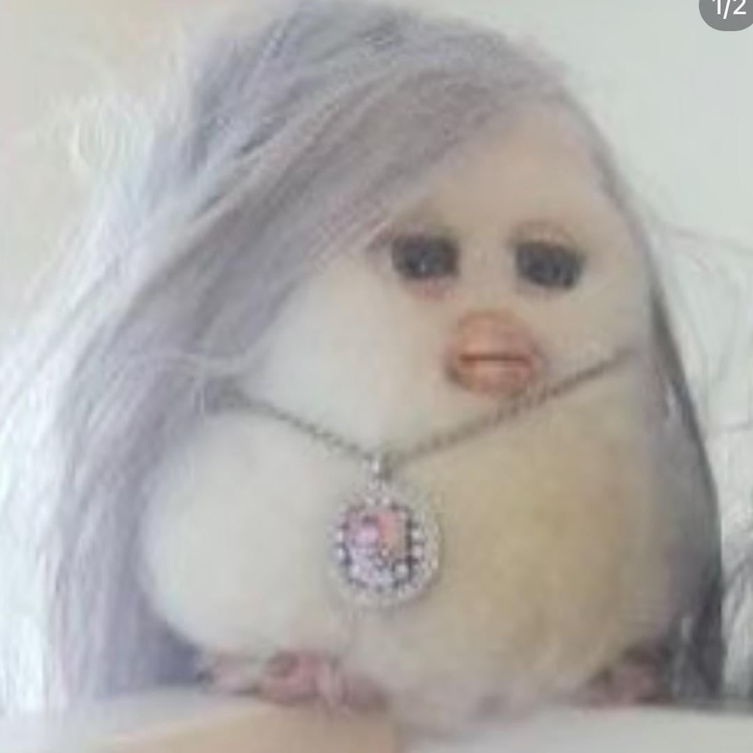 土豆土豆我是炖鸡