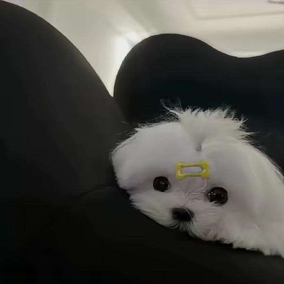 喜欢给我买花的