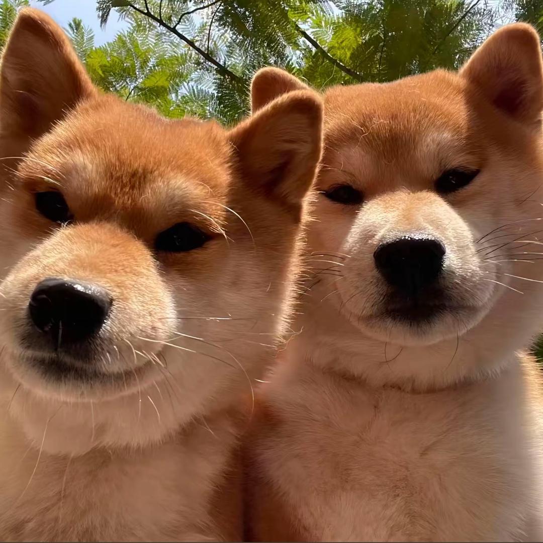 羿家有猫也有狗