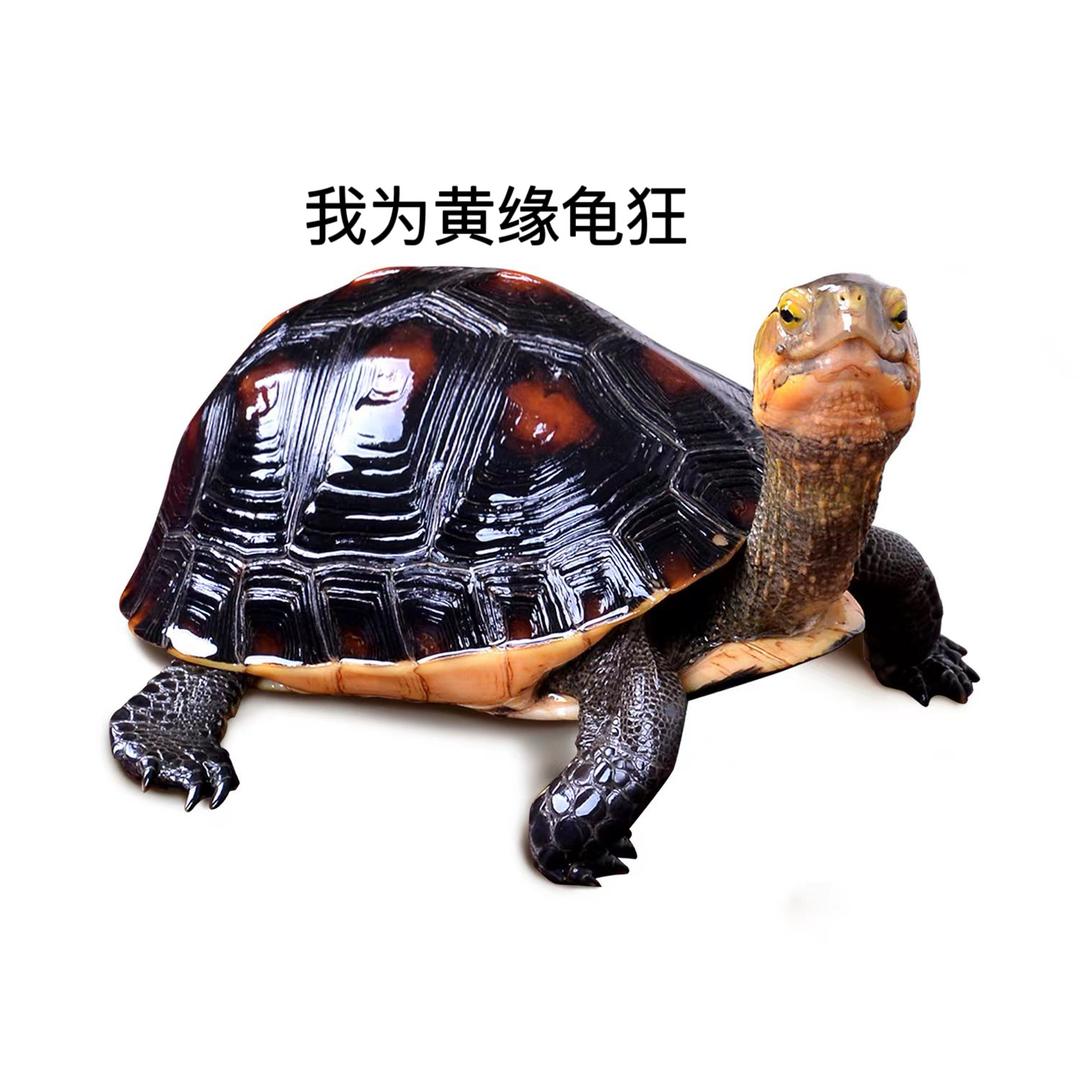 我为黄缘狂