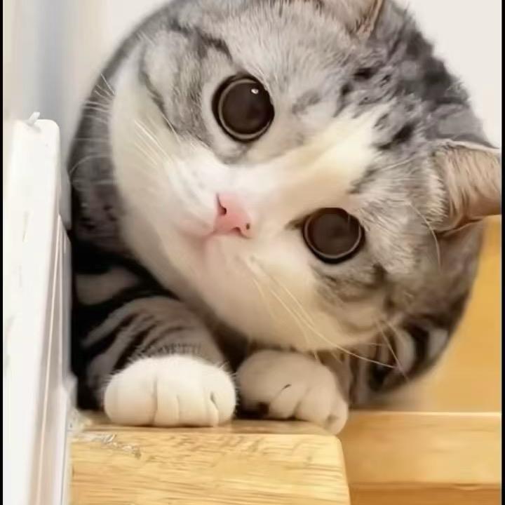 叮叮喵bxy