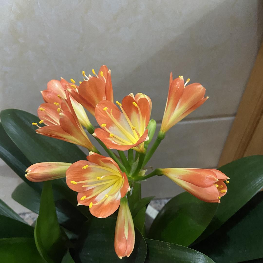 HBY花佰漾