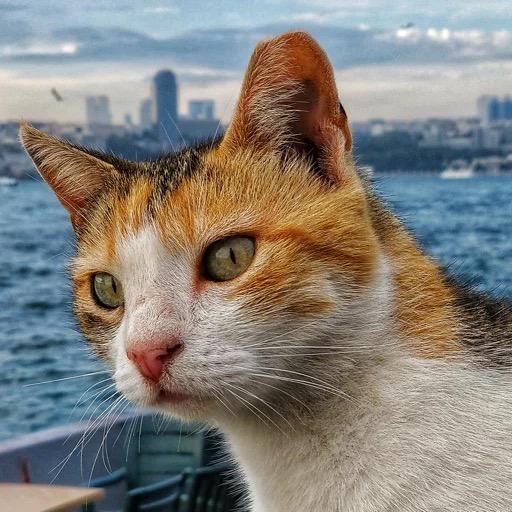 土巴
