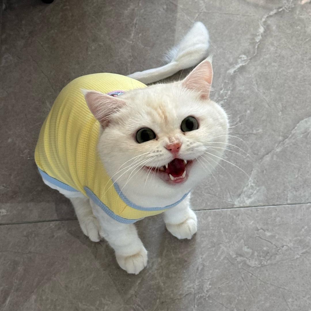 有考虑做人机吗.