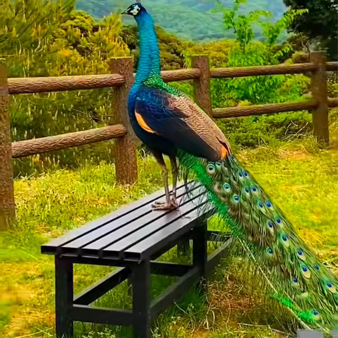 嘛