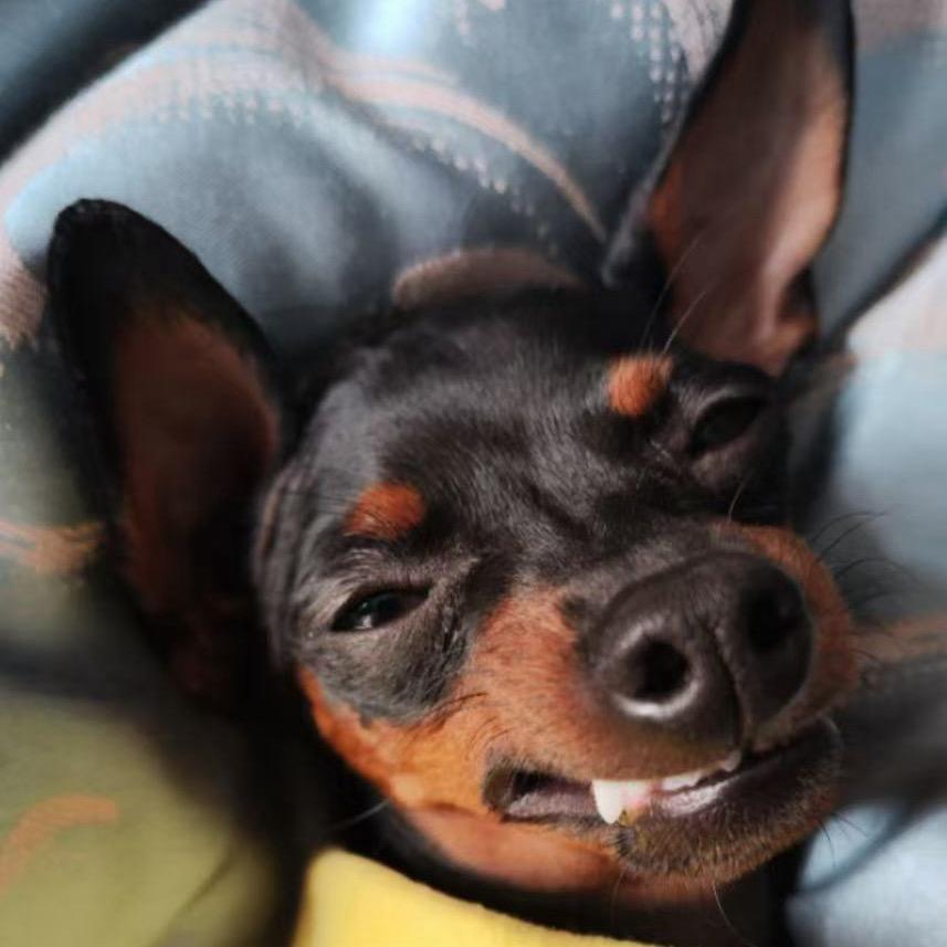 护士小段爱养宠