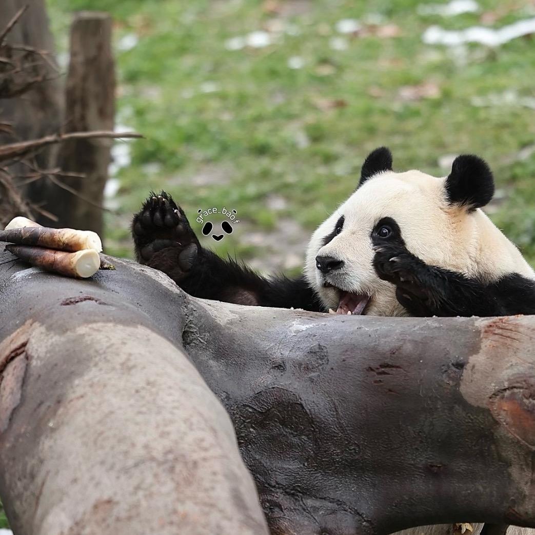 啊噗小姐的养猪ee