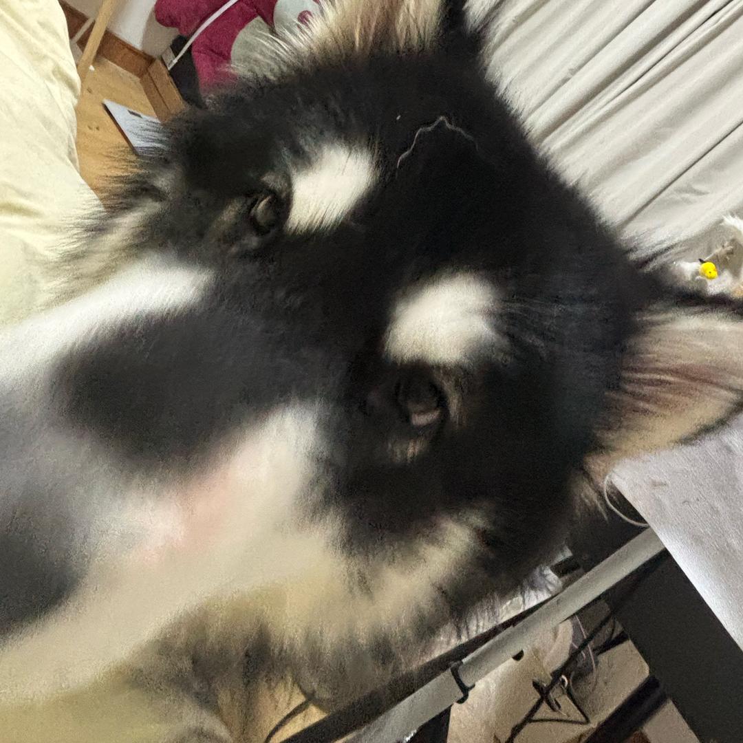 抖音最有种的女人（抽象版暴力重语助）