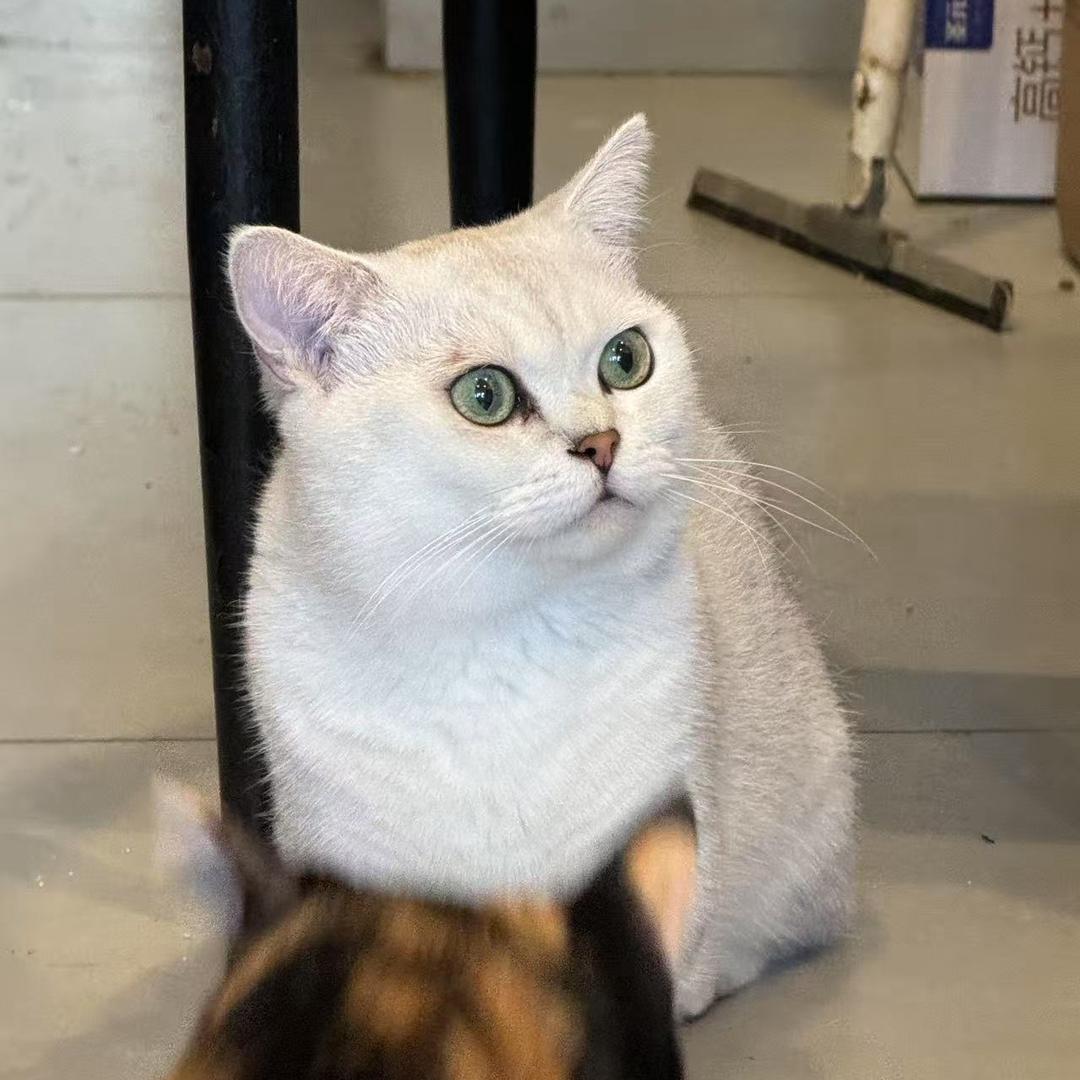 大八学姐