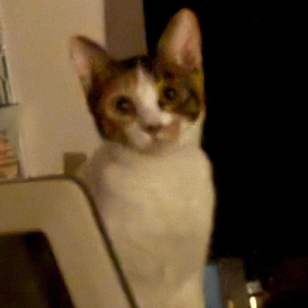 我家乖乖是只猫～