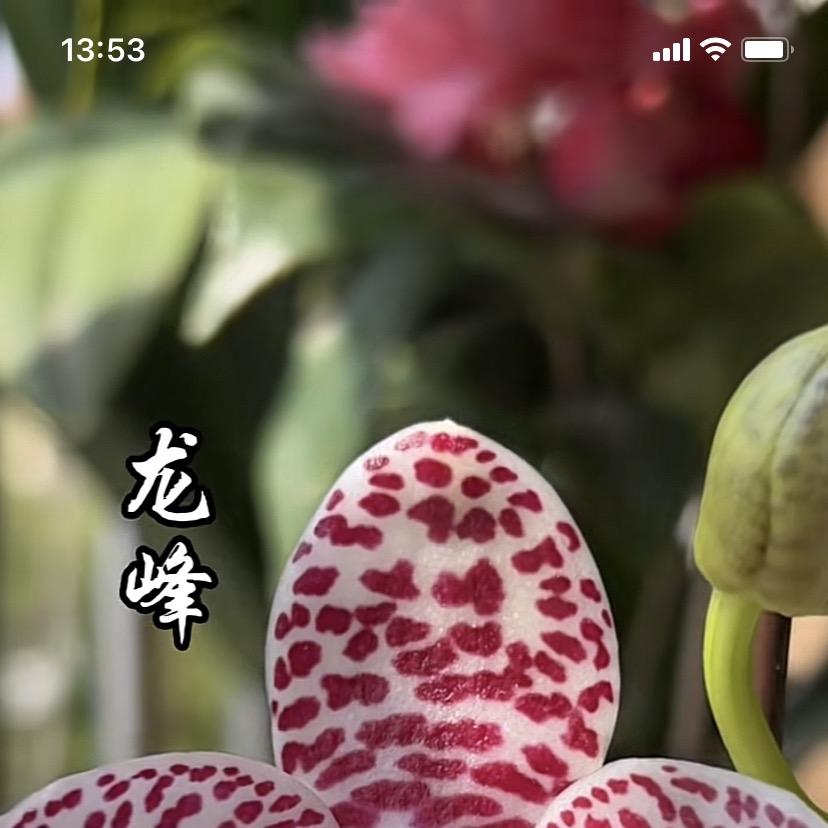 花艺小栈2