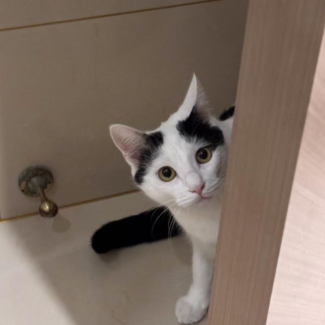 喵🐱……