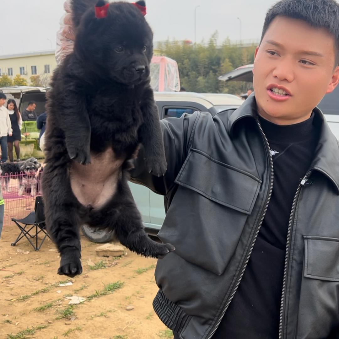 行仔鉴定狗狗