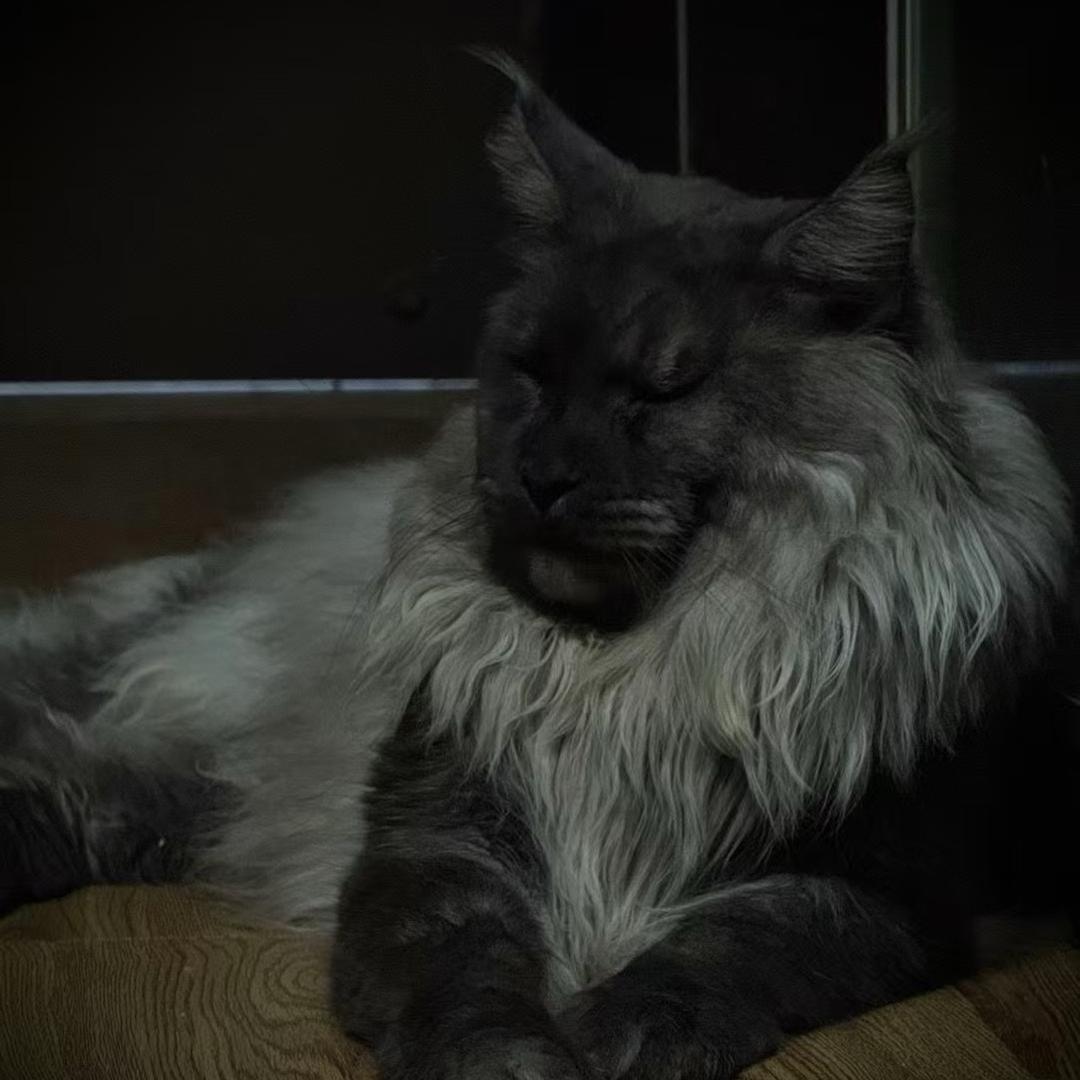 郭公子的缅因猫