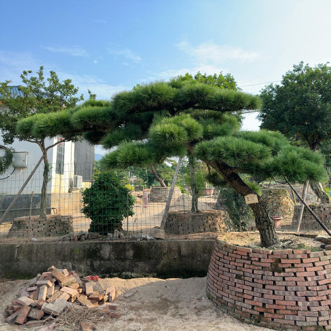 朱泽彬