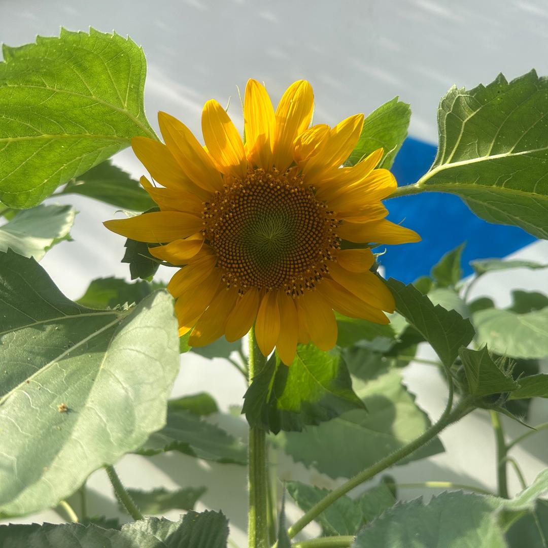 柠檬小姐姐美豪