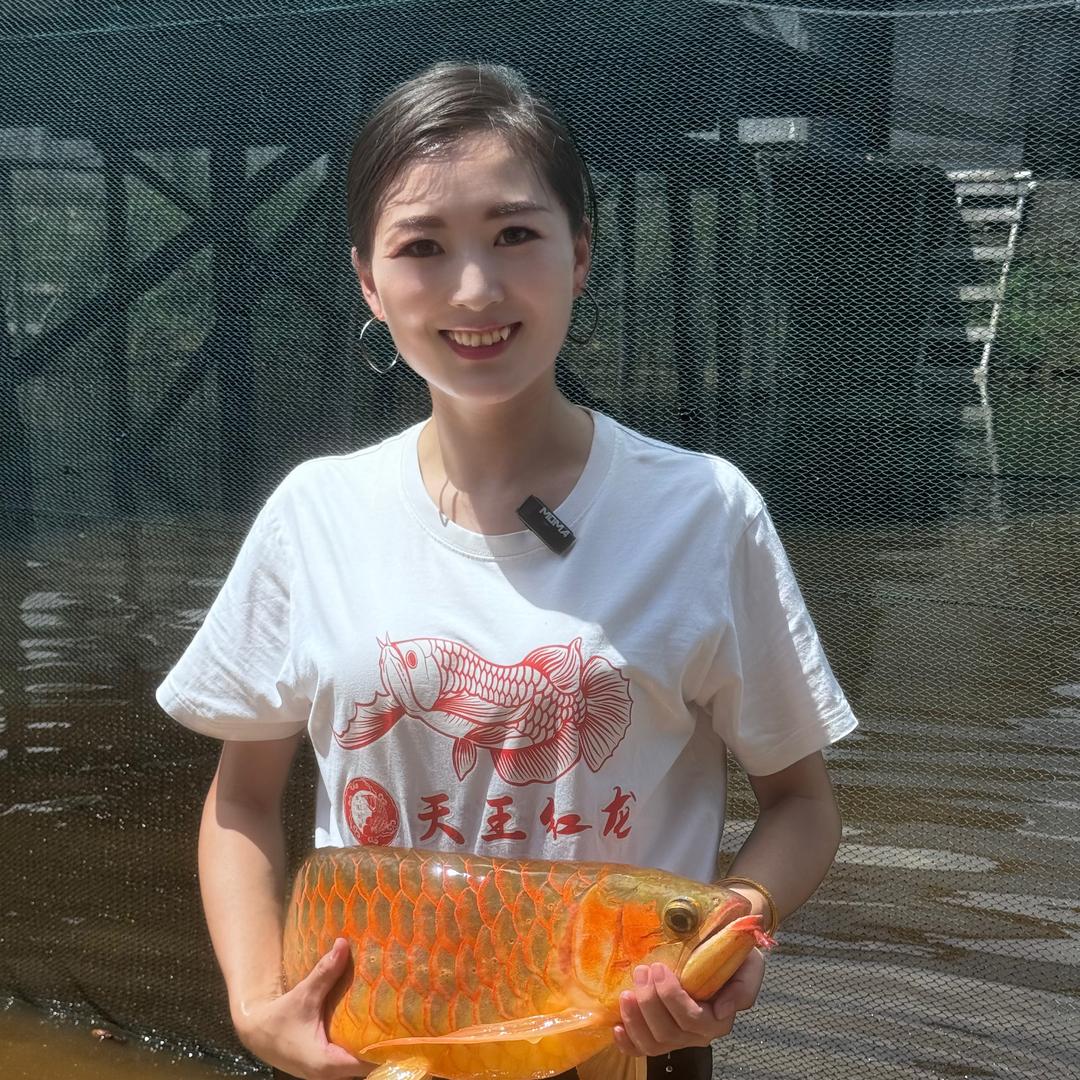 万隆天王红龙