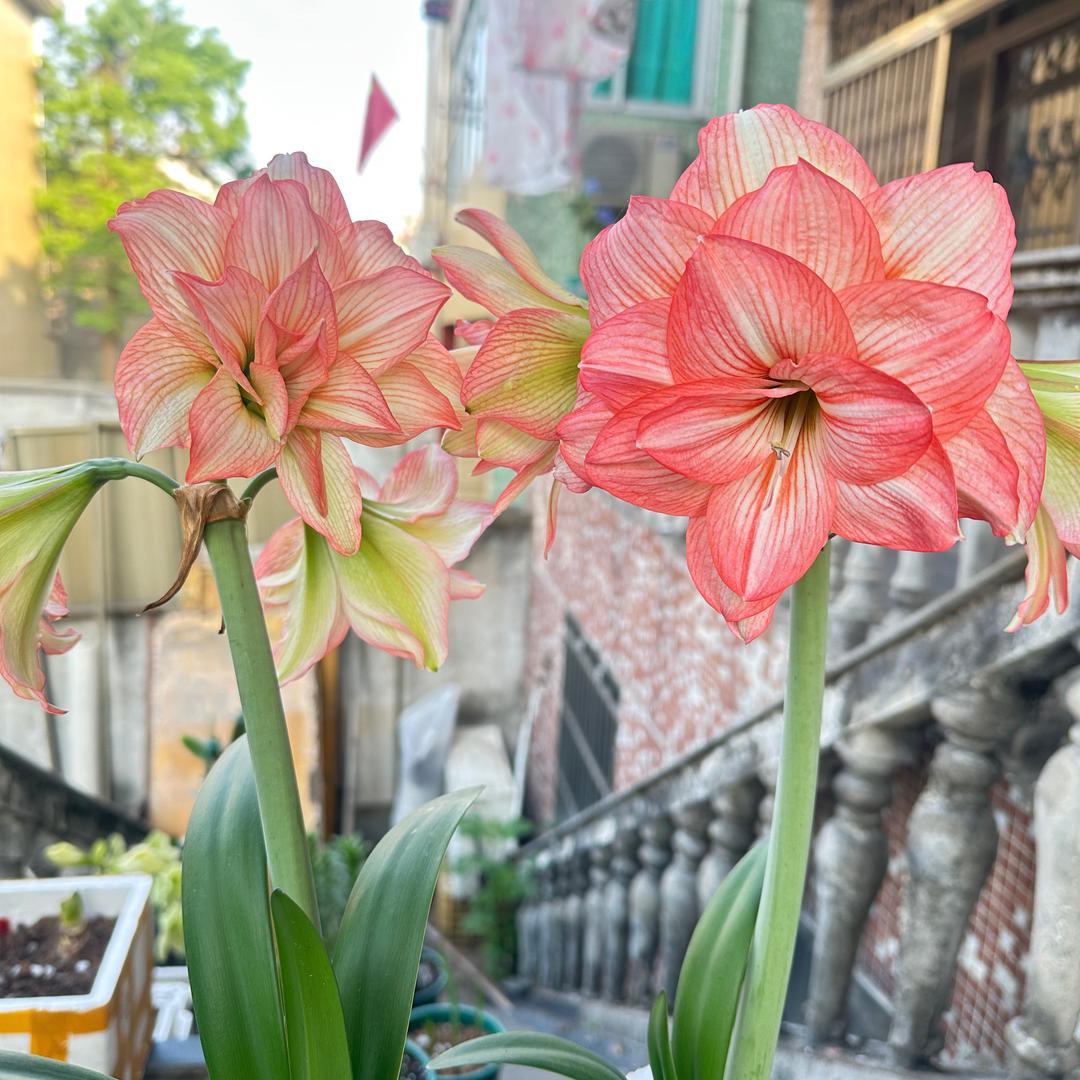 爱养花的啊忠哥~