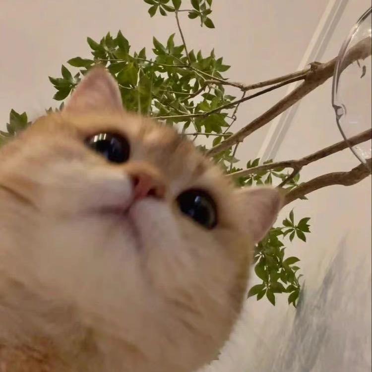 狗容🧸