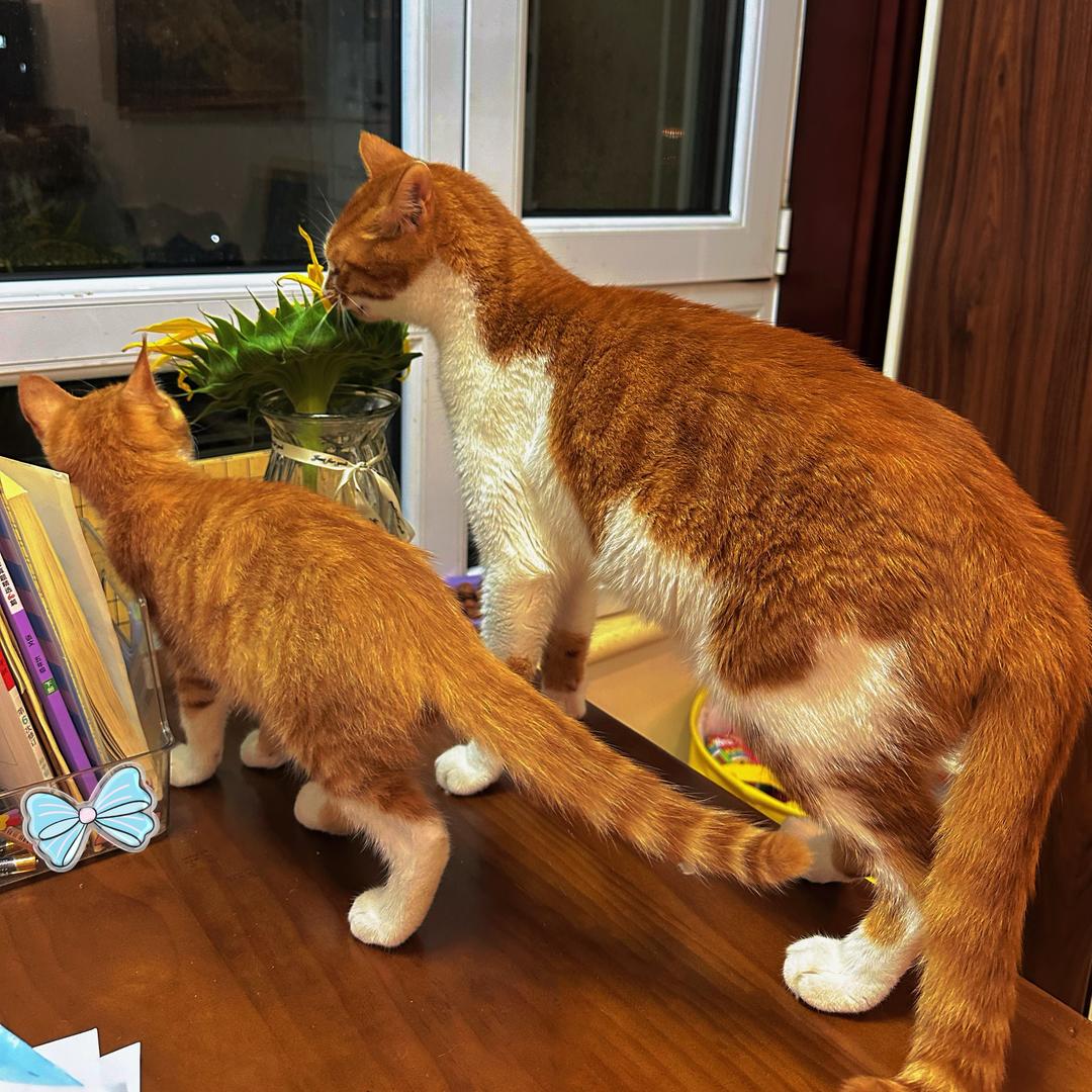 猫爪草