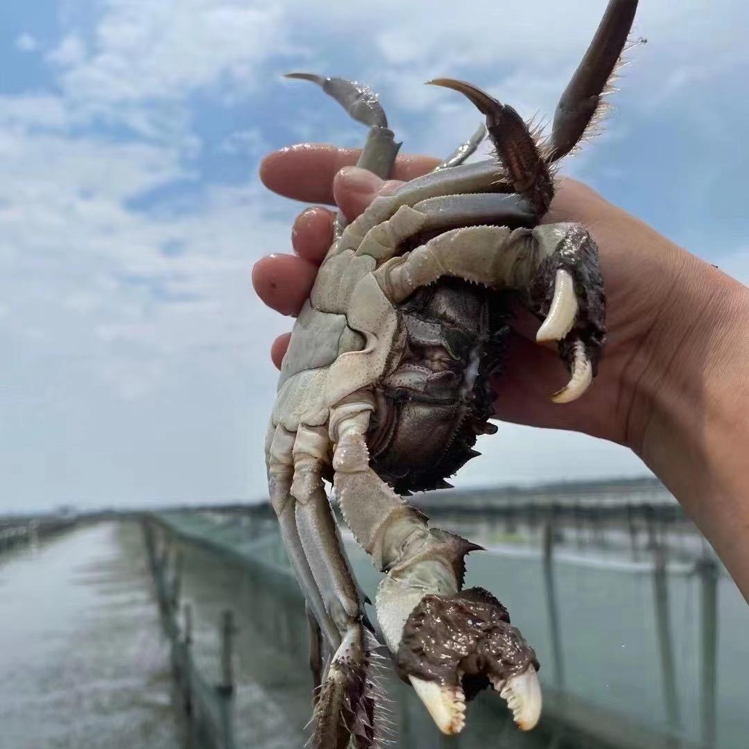 苏州蟹苏缘生态科技有限公司企业店