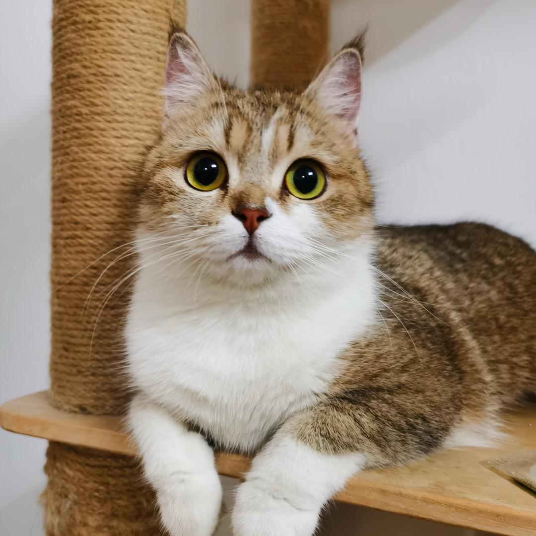 爱养猫的大葱
