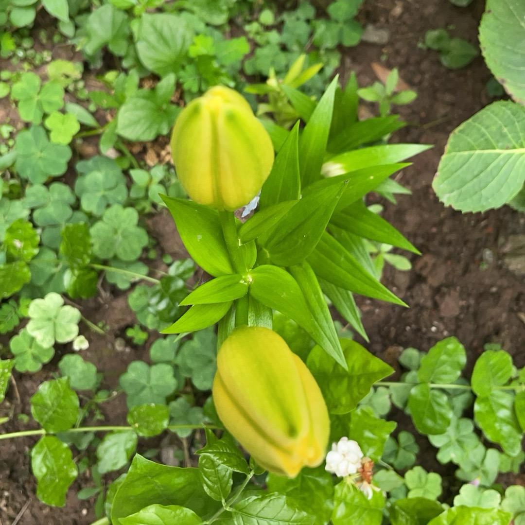 云南雪莲果种植合作社