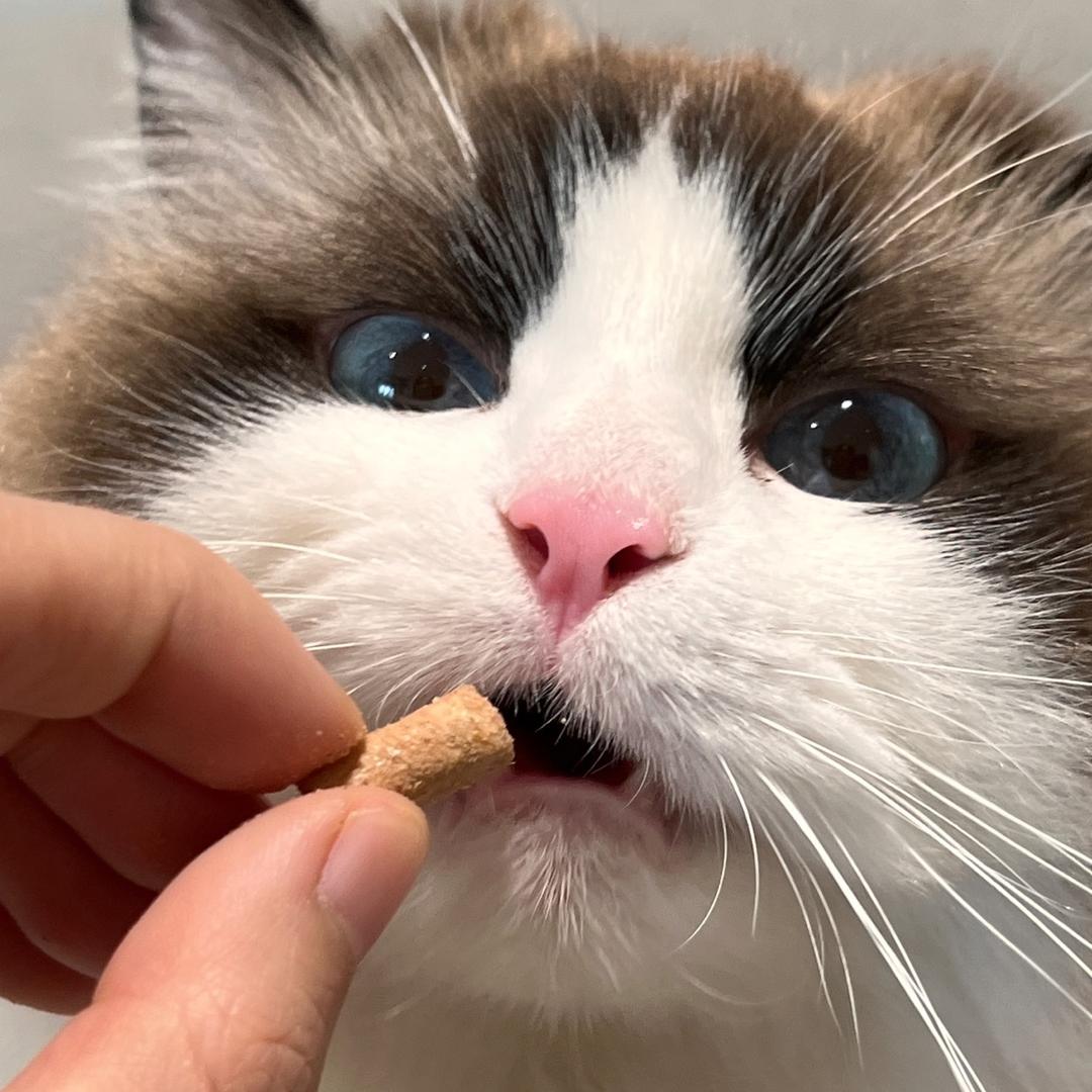 破猫日记