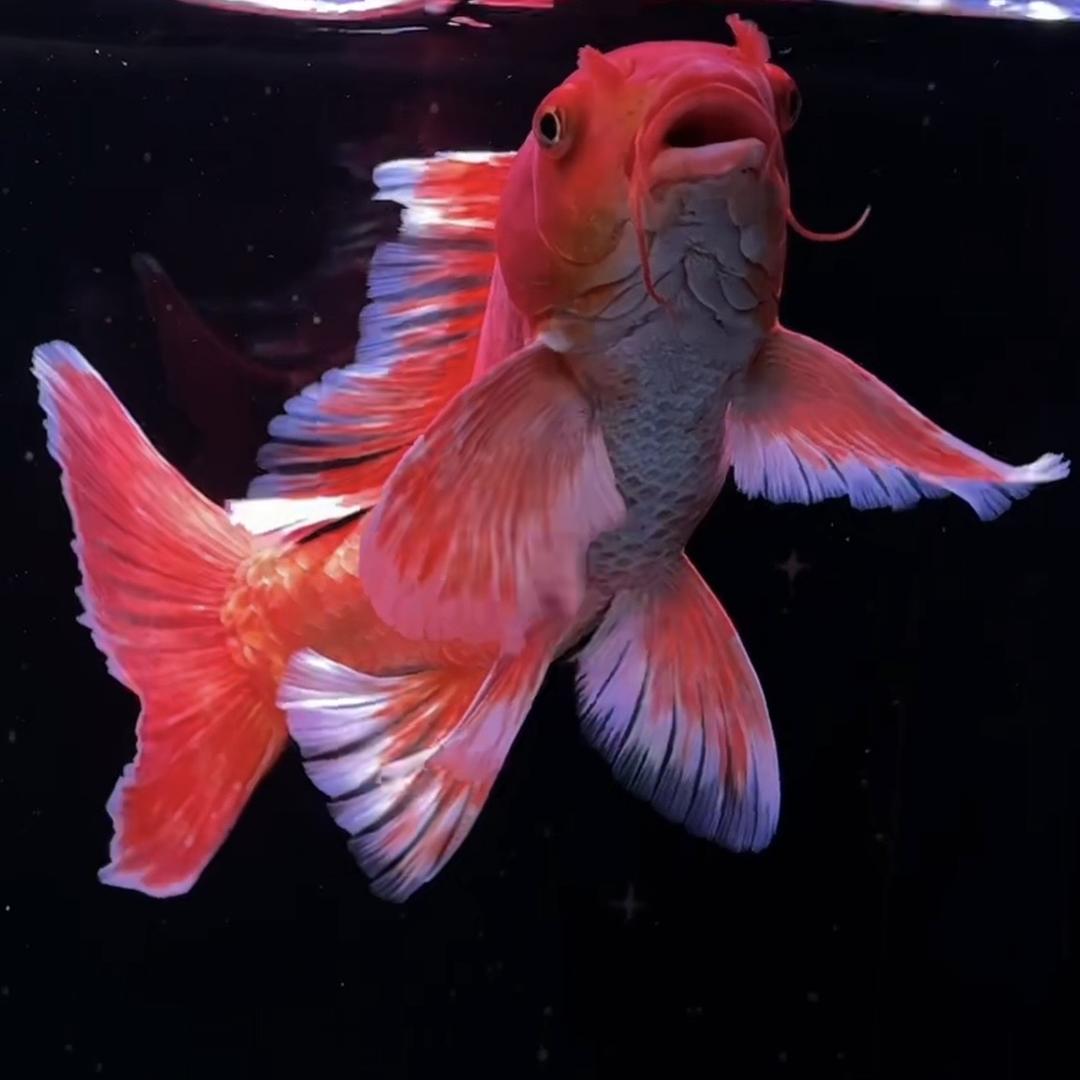 蝴蝶鲤萌宠水族