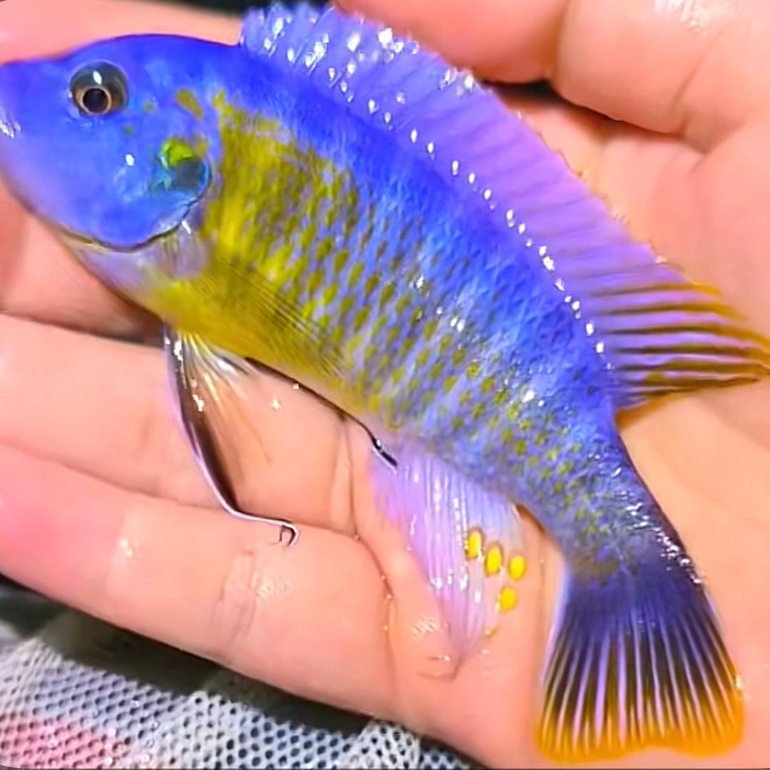 遇见三湖瓷雕马鲷